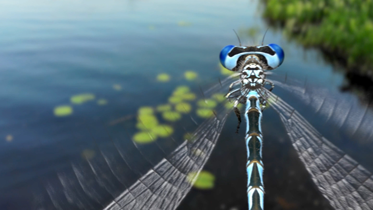 ClearStandard logo. The dragonfly, nature’s symbol of speed, vision, and transformation, is the icon of the ClearStandard brand.